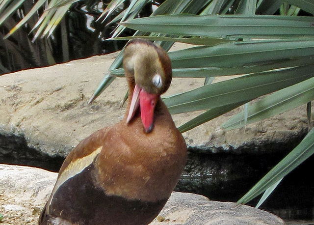 Duck Grooming