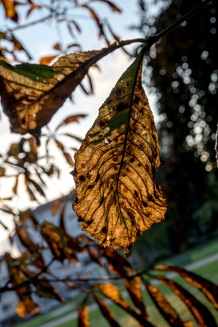 BESANCON: Une feuille de marronnier ( Aesculus hippocastanum ). 01