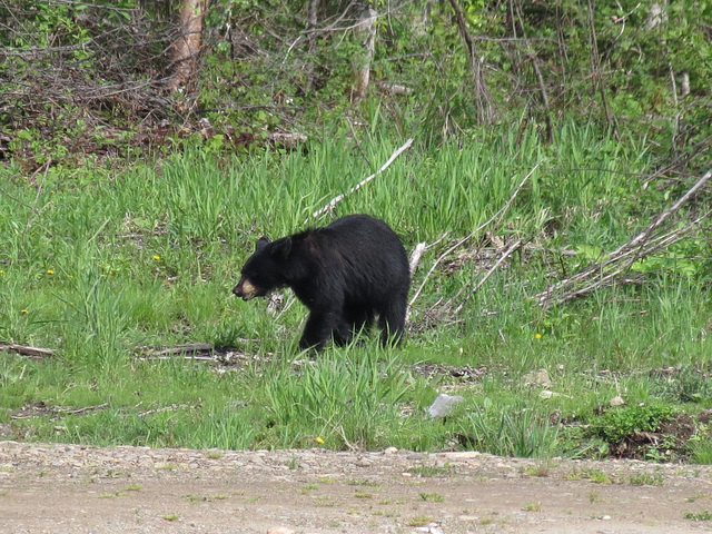 Black Bear