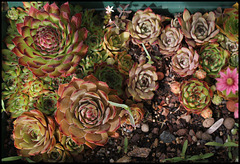 Sempervivum