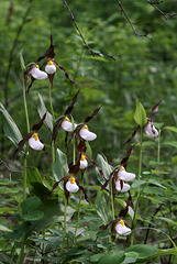 Cypripedium montanum