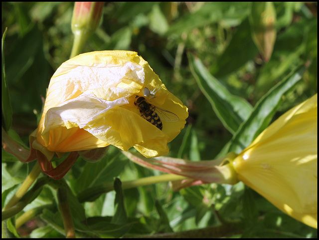 La petite tente dans la prairie