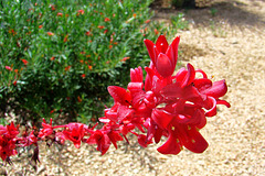 Hesperaloe Flowers