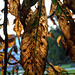 BESANCON: Une feuille de marronnier ( Aesculus hippocastanum ). 02