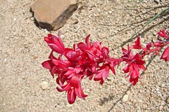 Hesperaloe Flowers
