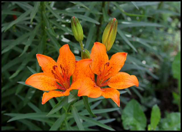 Lilium bulbiferum (5)