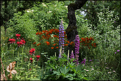 Lupins et Monardes