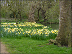 daffies by the Cherwell