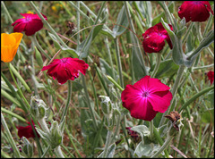 Lychnis coronaria