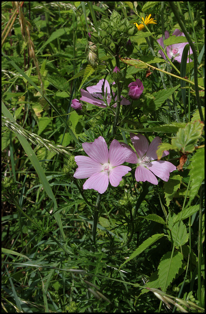 Malva alcea (2)