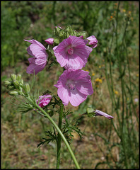 Malva moschata