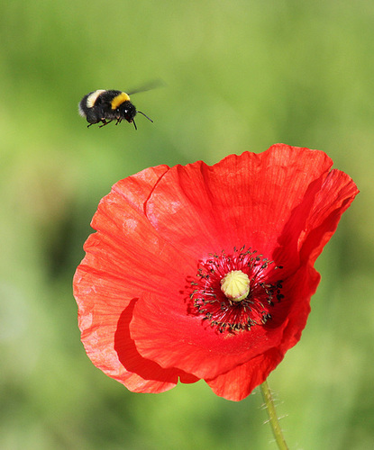 Hummel beim Anflug auf eine Mohnblüte. (PiP)