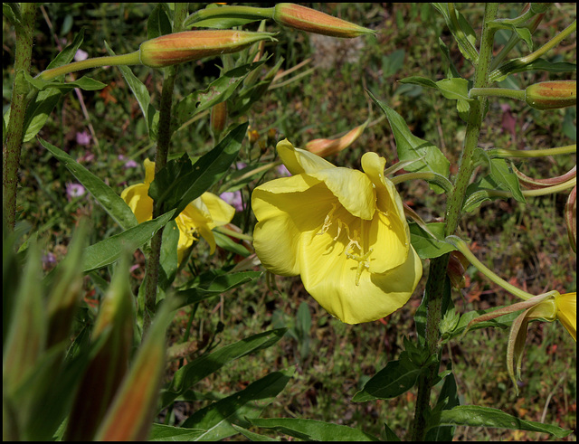 Oenothera