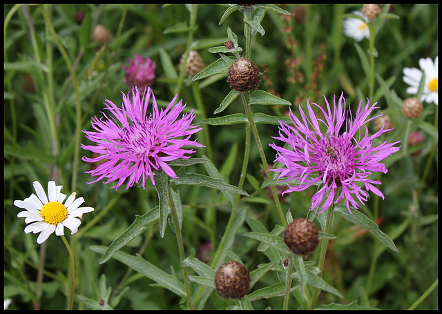 Centaurée jacée , au milieu de marguerites  (3)