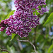 Syringa vulgaris 'Sensation'