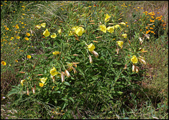 Oenothera (2)