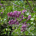 Syringa vulgaris 'Sensation' (2)