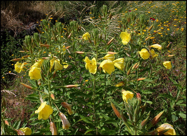 Oenothera (3)