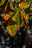 BESANCON: Une feuille de marronnier ( Aesculus hippocastanum ). 04