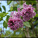 Syringa vulgaris 'Sensation' (3)