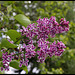 Syringa vulgaris 'Sensation' (4)