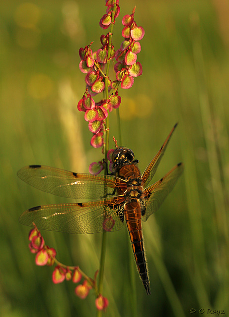 Four-spotted Chaser