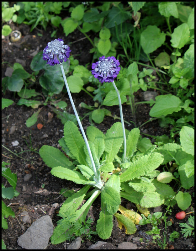 Primula capitata