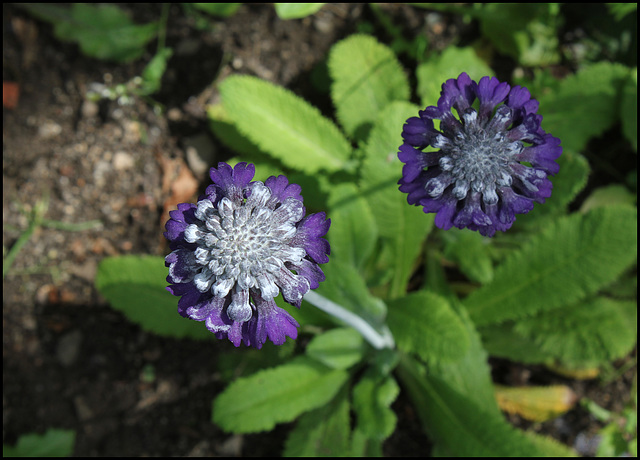 Primula capitata