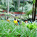 Madeira. Monte. In den asiatischen Gärten. ©UdoSm