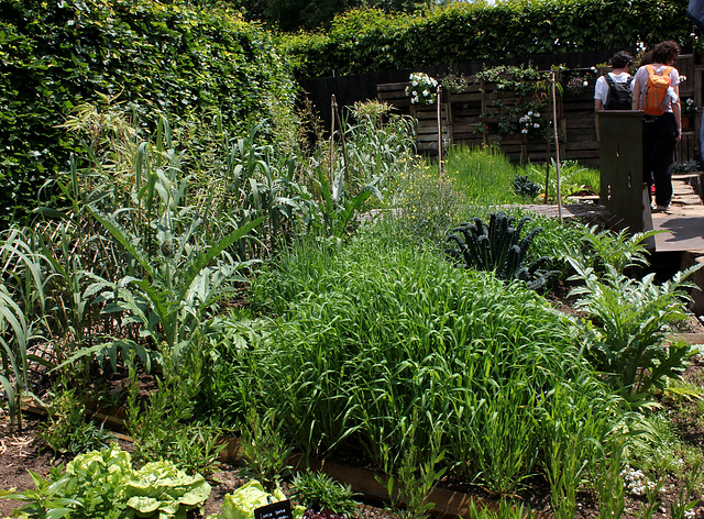 Le Jardin des Poules-Potager (3)