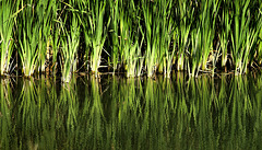 Mckenzie marsh