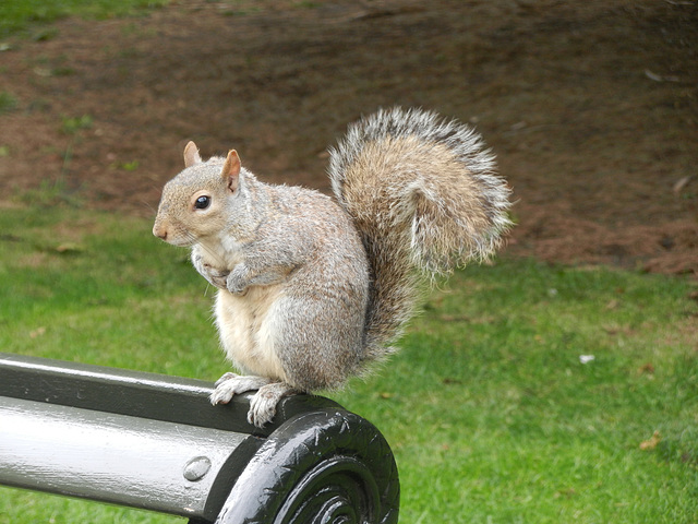 Definitely, the squirrels of Hyde Park aren't timid