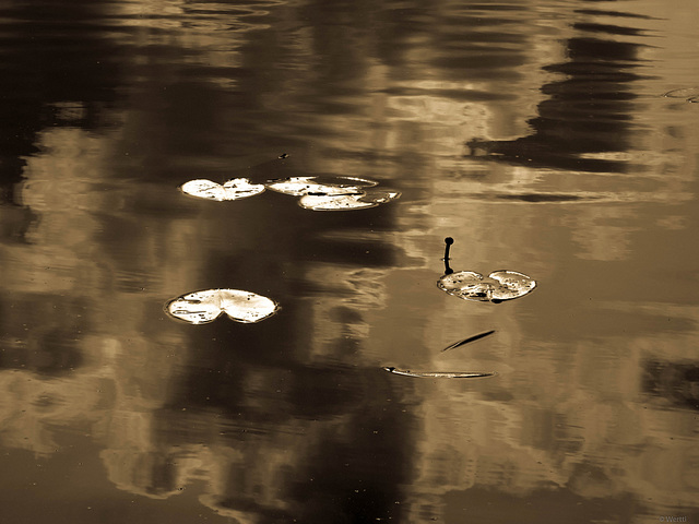 waterlily and reflections