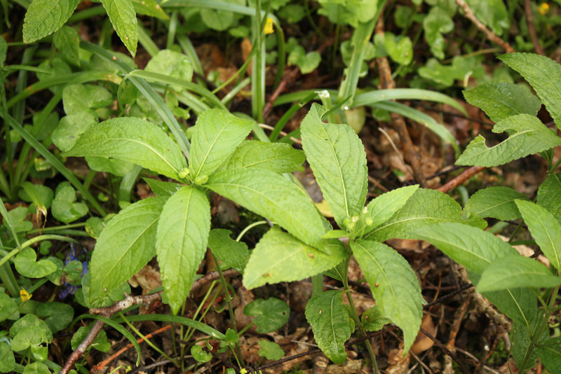 Dog's Mercury Female Plant