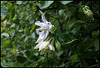 Ancolie (3)
