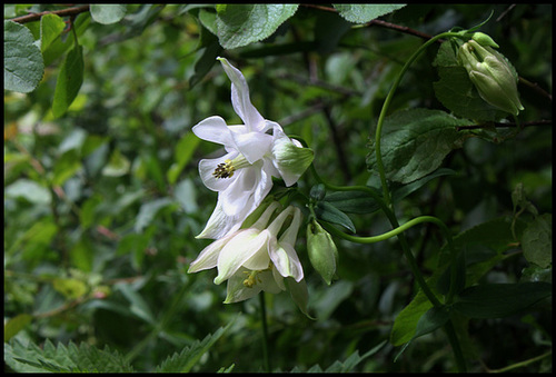 Ancolie (3)