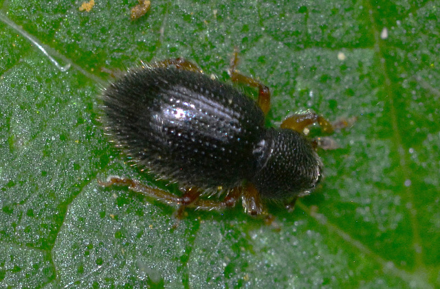 Hairy beetle