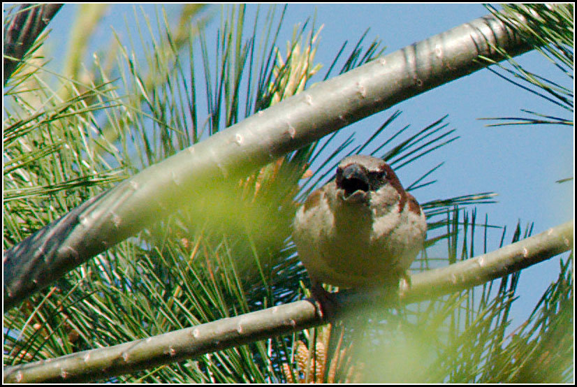 House Sparrow in Pine