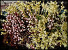 Sedum moranense et Sedum acre alba