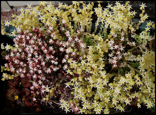 Sedum moranense et Sedum acre alba