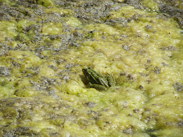 Froschkönig