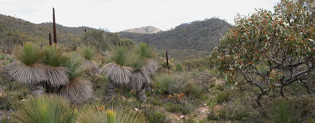 Tothill Ranges