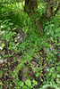 Galium aparine