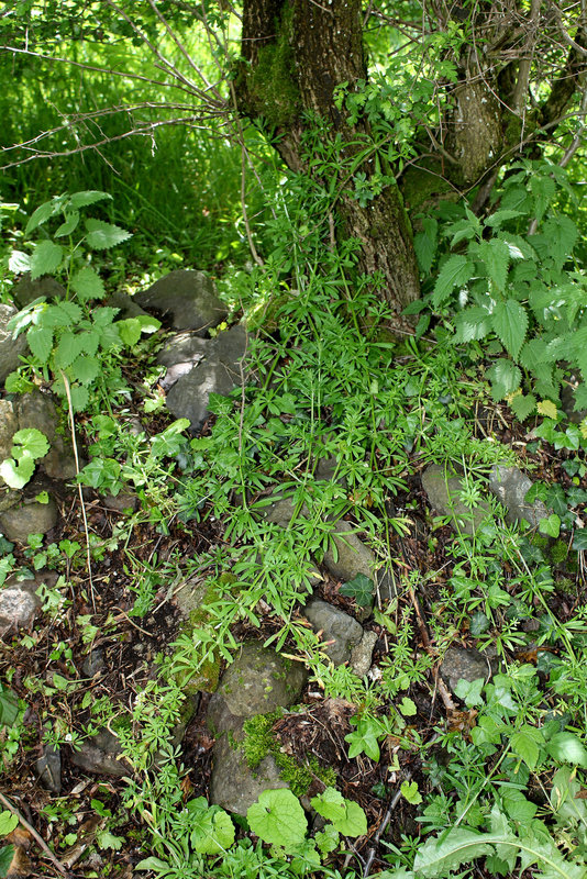 Galium aparine