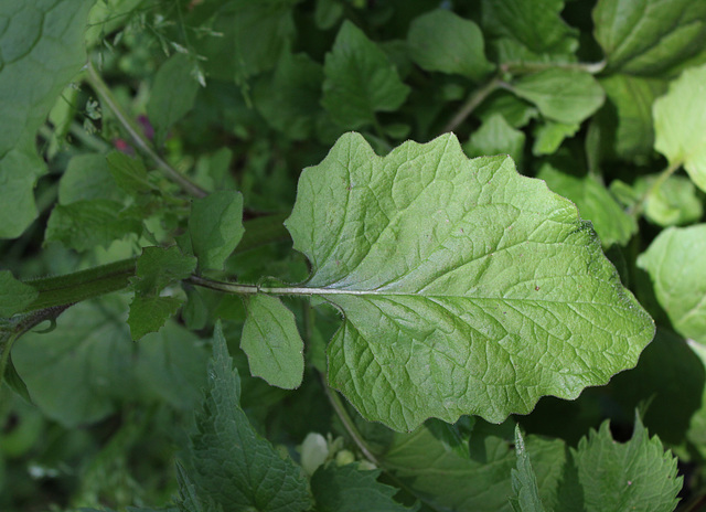 Lapsana communis