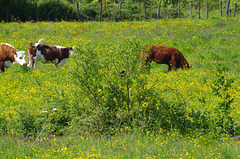 parc aux oiseaux Villars les Dombes