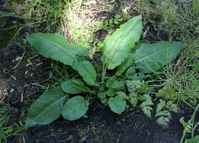 Rumex sp. (2)