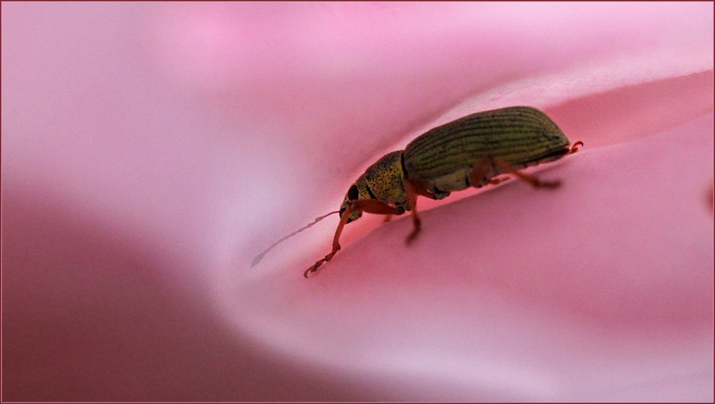 La vie en rose