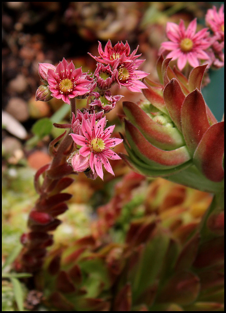 Sempervivum arachnoïdes