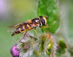 Hover Fly